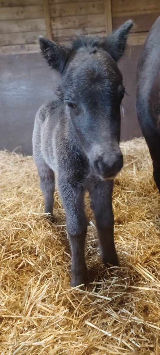 SereneSquirrel's tweet photo. Welcome to the World 'Saltires Viking'
#Foaling2023 #NativePonies #StandardShetlandPony #Colt https://t.co/1xXfa7HW9y