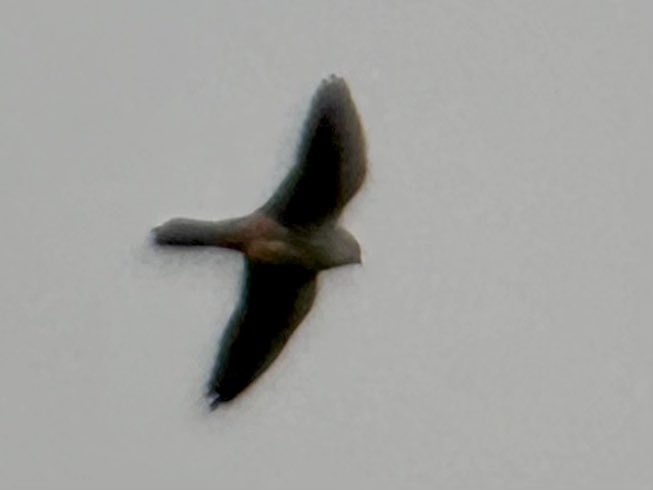 Rupert Evershed tweet media