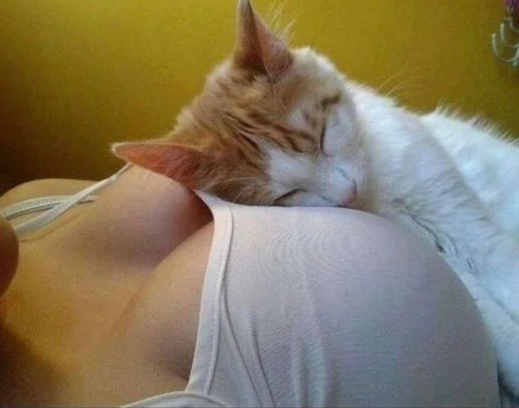 _rose_x1's tweet photo. – Sonreia mientras miraba como dormia mi mascota encima de mi y aproveche a sacarle una foto – 

– Que lindo ^ ^

>>🍓<< https://t.co/VJg1eNApV0