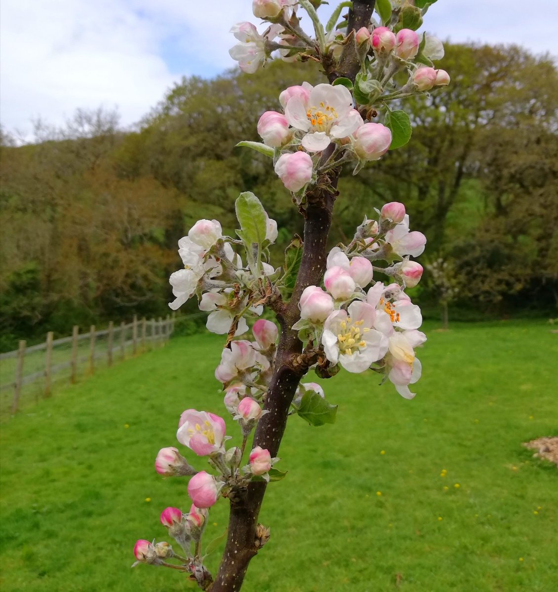 SarahDeereJone1's tweet photo. #OrchardBlossomDay starting with #apples Devon Quarrendon &amp; Tom Putt, then Champion #quince, &amp; wild #cherry. We planted this orchard in lock down, it's so nice to see it thriving 💕 https://t.co/E7mwsr7MhQ