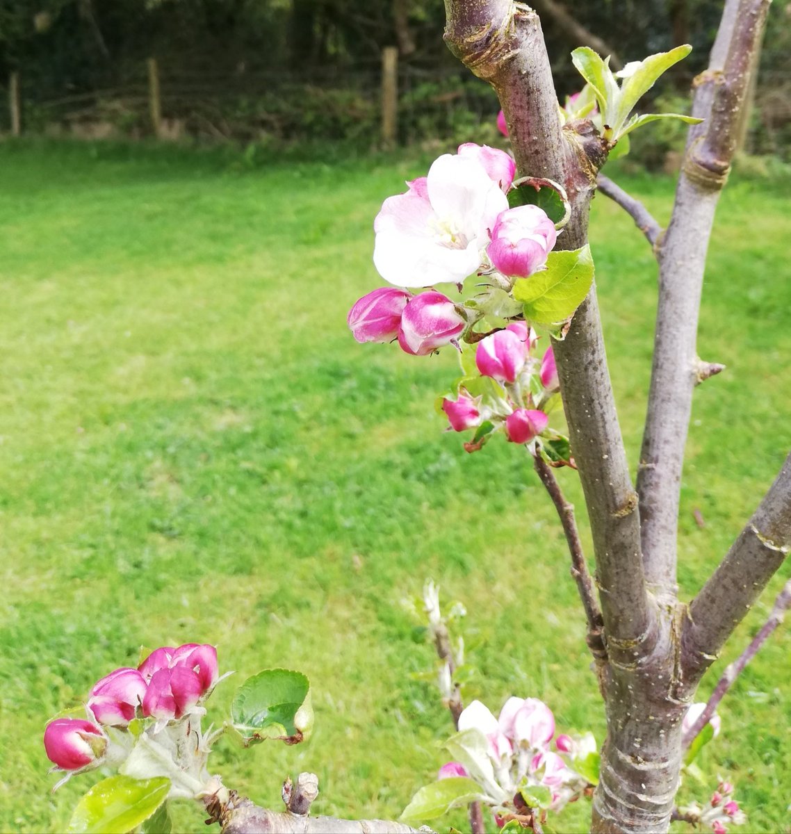 SarahDeereJone1's tweet photo. #OrchardBlossomDay starting with #apples Devon Quarrendon &amp; Tom Putt, then Champion #quince, &amp; wild #cherry. We planted this orchard in lock down, it's so nice to see it thriving 💕 https://t.co/E7mwsr7MhQ
