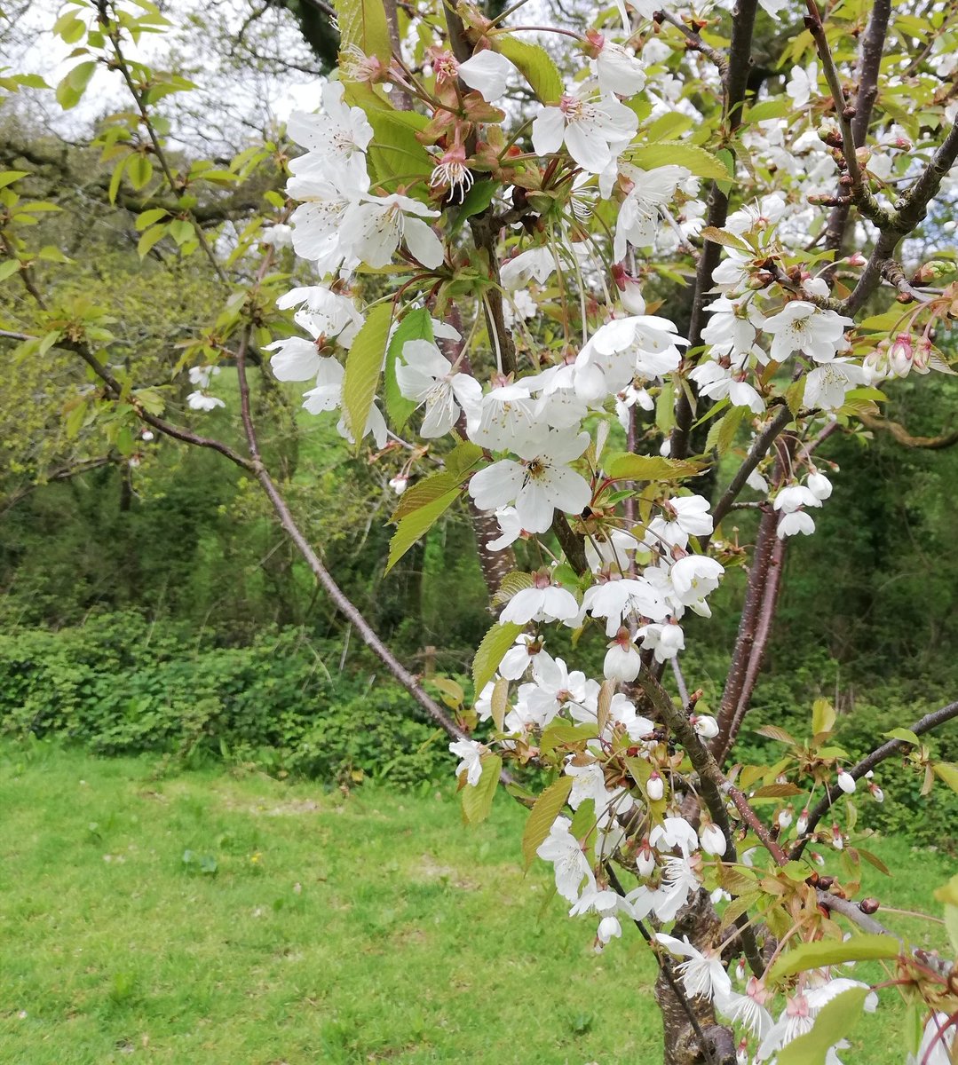 #OrchardBlossomDay starting with #apples Devon Quarrendon &amp; Tom Putt, then Champion #quince, &amp; wild #cherry. We planted this orchard in lock down, it's so nice to see it thriving 💕