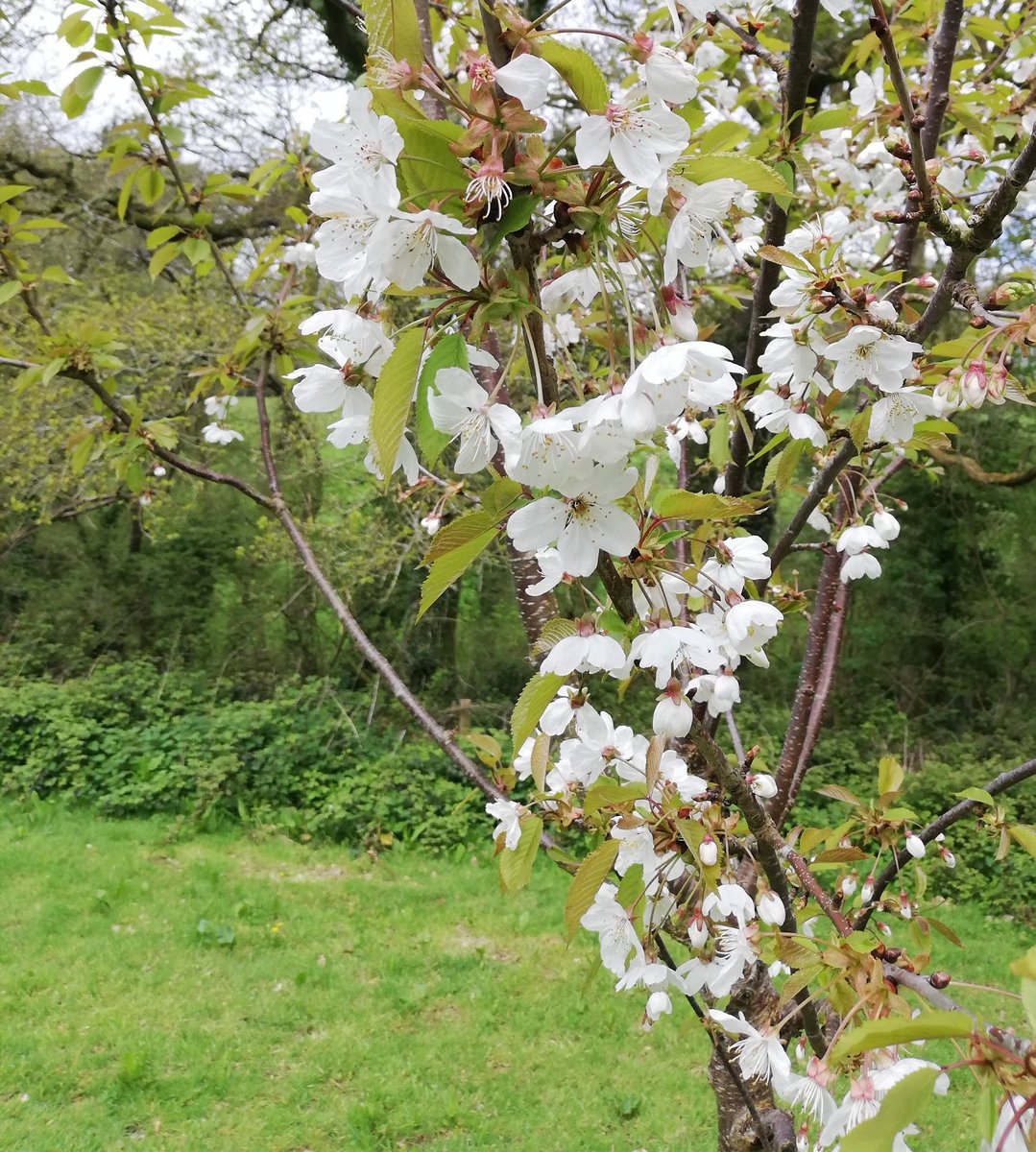 #OrchardBlossomDay starting with #apples Devon Quarrendon & Tom Putt, then Champion #quince, & wild #cherry. We planted this orchard in lock down, it's so nice to see it thriving 💕