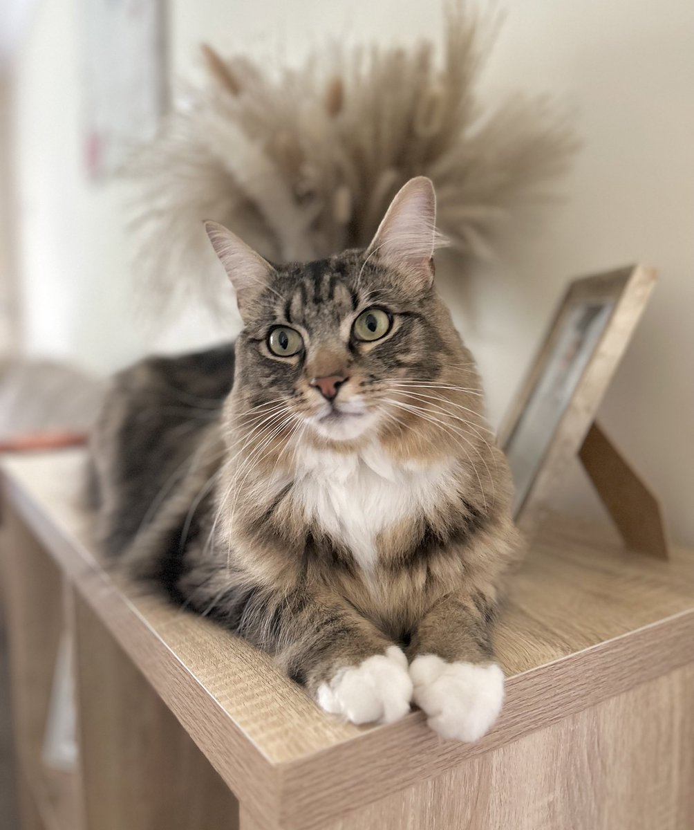 My plans for today are mostly acting cute so mum gives me some of that roast chicken dinner. #catsoftwitter #nationaltabbyday #sundayvibes