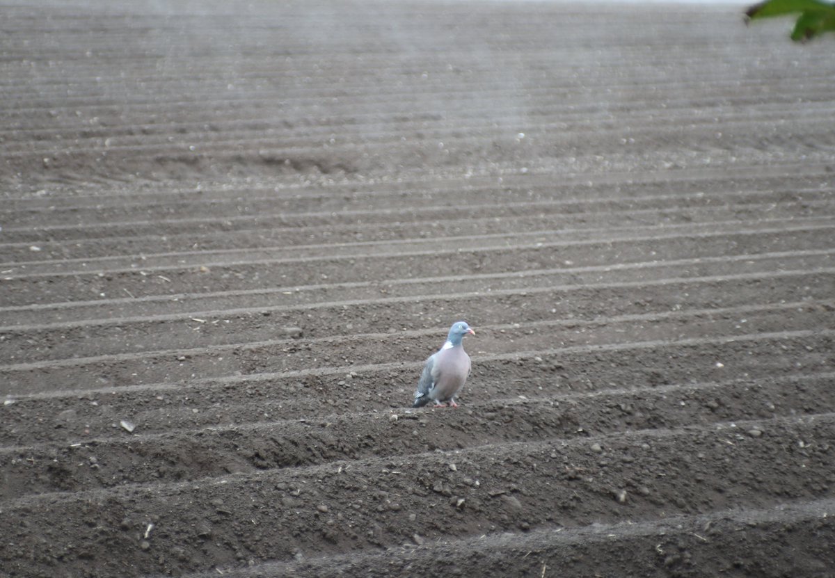 It just stood there motionless and pretended I could not see it, it worked 😉