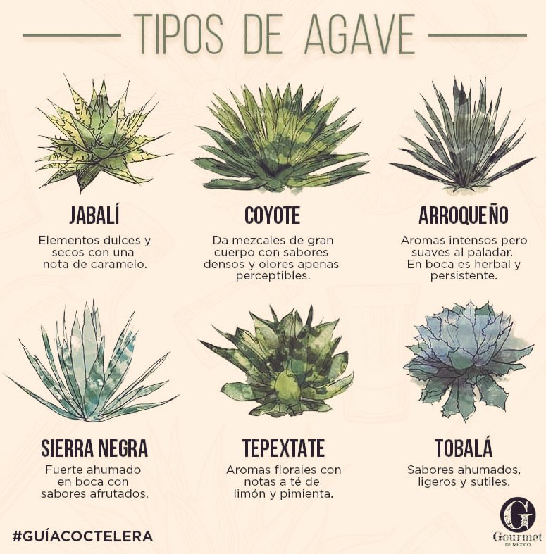 DeTinacal's tweet photo. Dependiendo el tipo de agave y el ensamble que se realice obtendremos un mezcal con características únicas.

Descubre nuestras dos variedades de mezcal y aguardiente que tenemos en el Tinacal de los Espíritus. https://t.co/lsYnGTsFkj