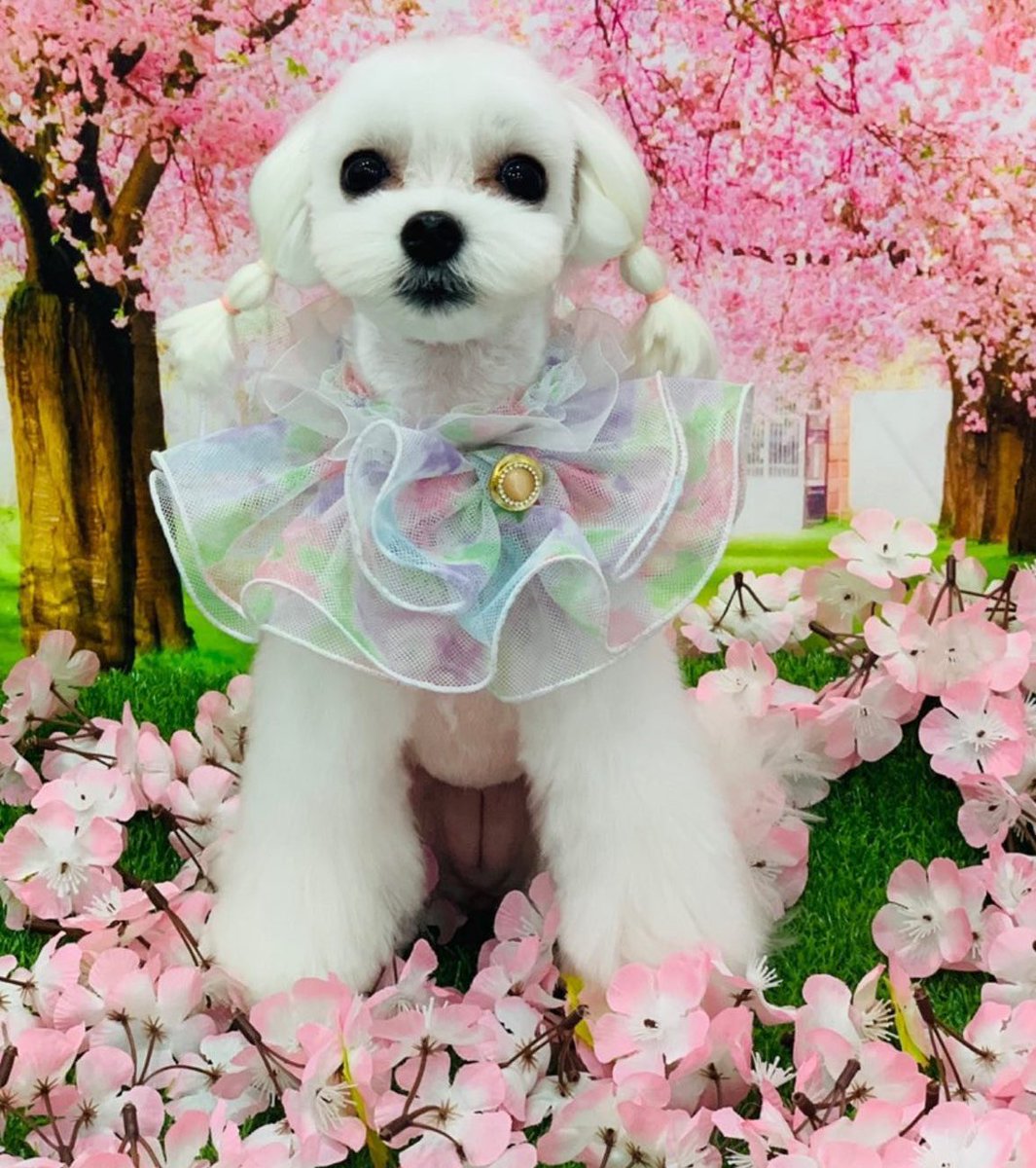 We would know that this is Yeojin's dog even if we didn't know that this is Yeojin's dog