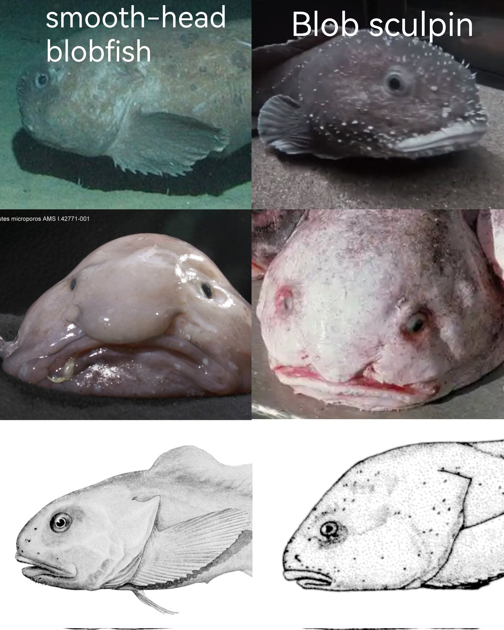 Blobfish is the most depressed fish memes