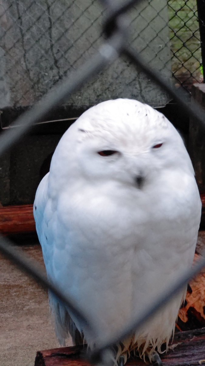 Yuki02473's tweet photo. 動物園���ってきました😊 https://t.co/Qr2N20VggK