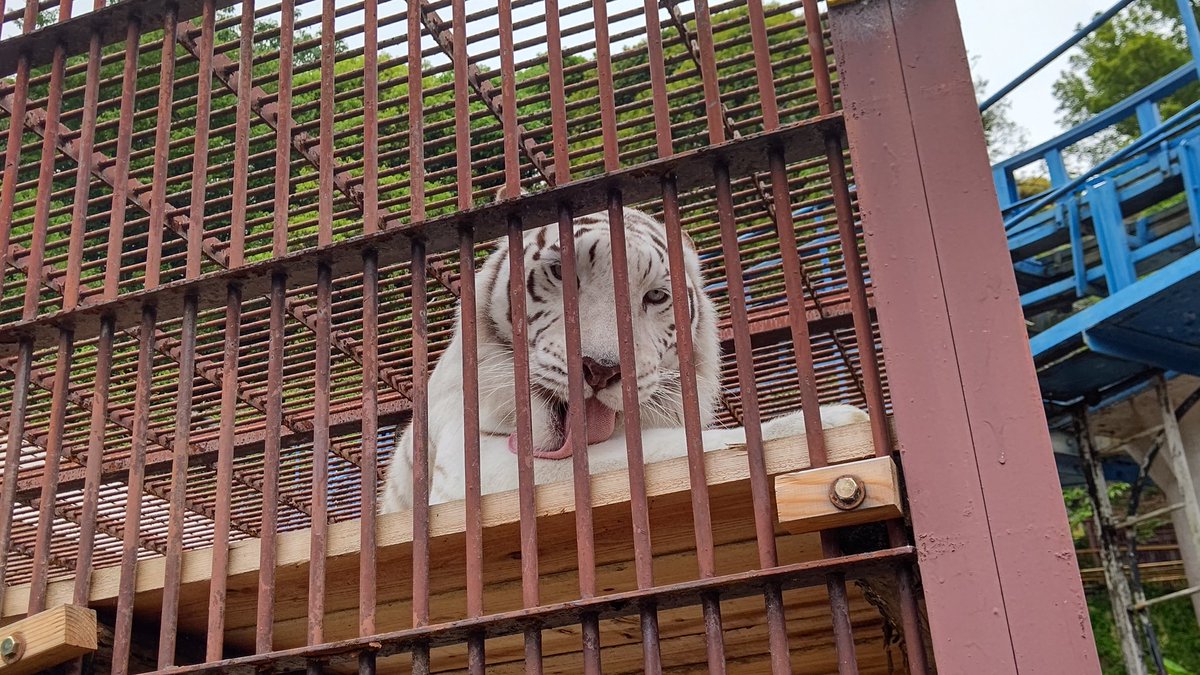 Yuki02473's tweet photo. 動物園���ってきました😊 https://t.co/Qr2N20VggK
