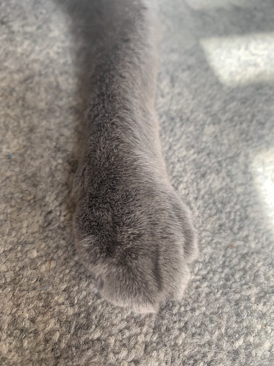 LyraSilverpaws's tweet photo. @Sir_Lance_cat Oh Sir Lance, such a noble cat, my Ma and I are sending love and comforting purrs to you and yours - and here’s a paw… https://t.co/Els9yVAU74