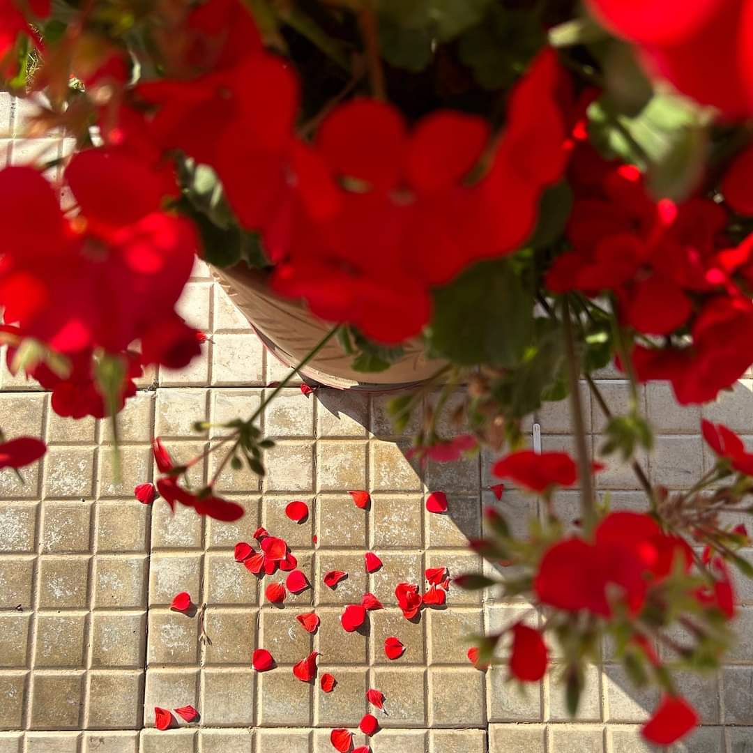 LoluJunaid's tweet photo. From Pot to Ground: A Scattered Path of Petals Tells the Story of Nature's Continuous Cycle of Growth and Renewal #flower #nature #petals #naturelovers #NatureBeauty https://t.co/W2DGqUTHk1