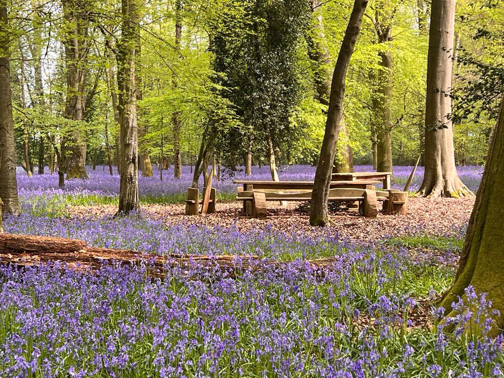 MEmployAble's tweet photo. Our Bluebell "Walk in the Woods" event has finally arrived! 💜
We're so excited to see you all today and tomorrow at the gorgeous private woodland in Chorleywood ☺️
#bluebellwalk #missionemployable https://t.co/tzDBWTnylO