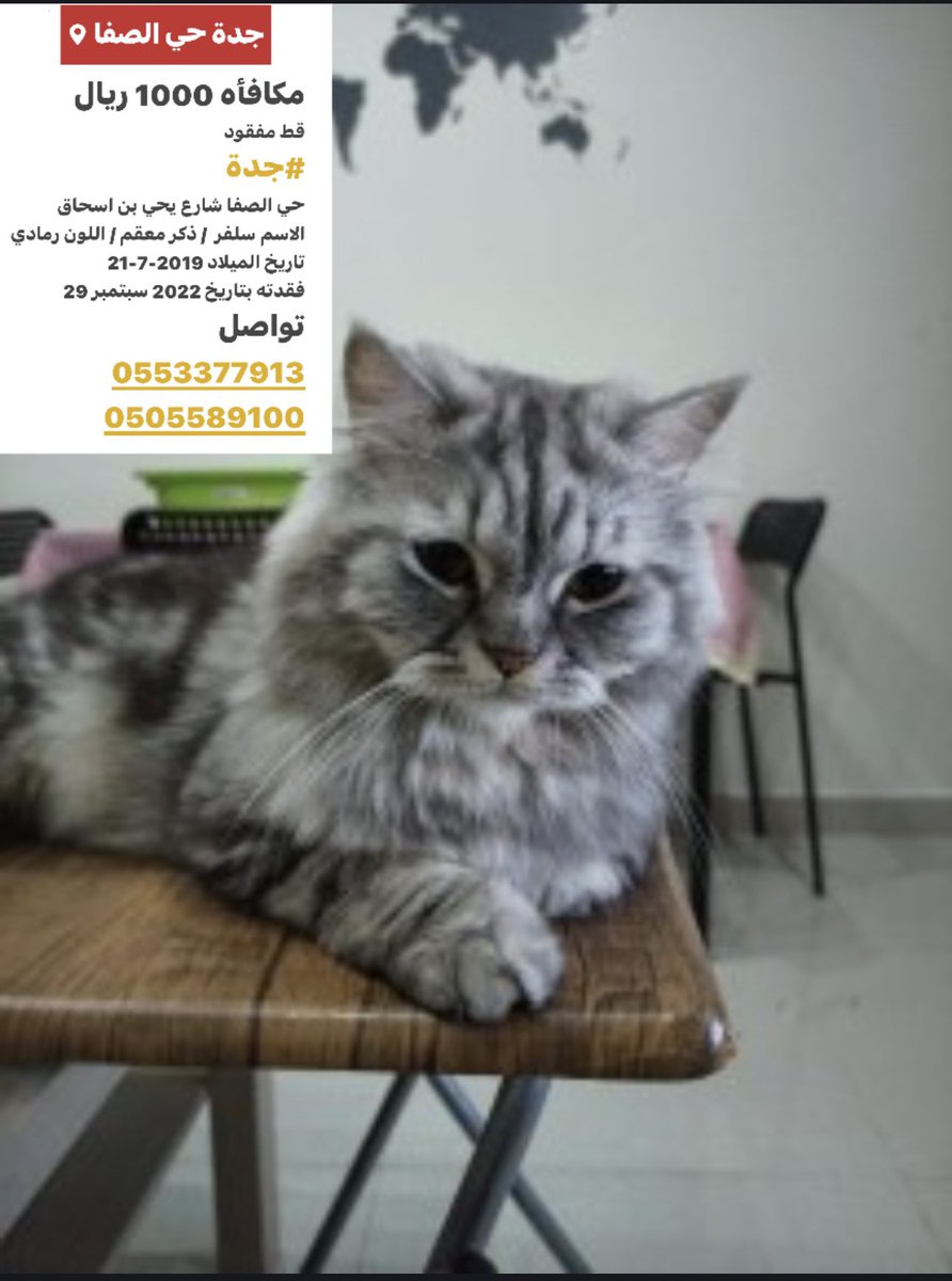 #قط_مفقود 
#جدة الصفا
0553377913
0505589100
#قطط_جدة #قطط_مفقوده #قطط_ضايعه 
<a href="/MissingCat4/">MissingCat</a> 
<a href="/Catpeopleksa/">Cat people 🐈</a> 
<a href="/Candle310/">Candle3</a> 
<a href="/helah_abdullah/">هيله عبدالله</a> 
<a href="/JunkSoho/">ميم➰ كود خصم البداح للعود sk21</a> 
<a href="/ftomy2021/">فطومي 😻🐾🐾</a> 
<a href="/aad_fs/">ابو عادل</a> 
<a href="/smaljohani/">سعيد ابو نوره</a> 
<a href="/cats2017_/">🇸🇦 Abdullah</a> 
@soundsoul369 
<a href="/JeddahCats/">قطط جدة</a> 
<a href="/Bnota1886/">🐾 shooji cat ⚖</a> 
<a href="/resqueingcats/">قطط مفقوده وتبني شمال الرياض</a> 
<a href="/Ariall2020/">Ariel</a> 
<a href="/TIT6Be3e8CSpJgO/">ام البسس 😻😻 المدينه المنوره 😻</a>