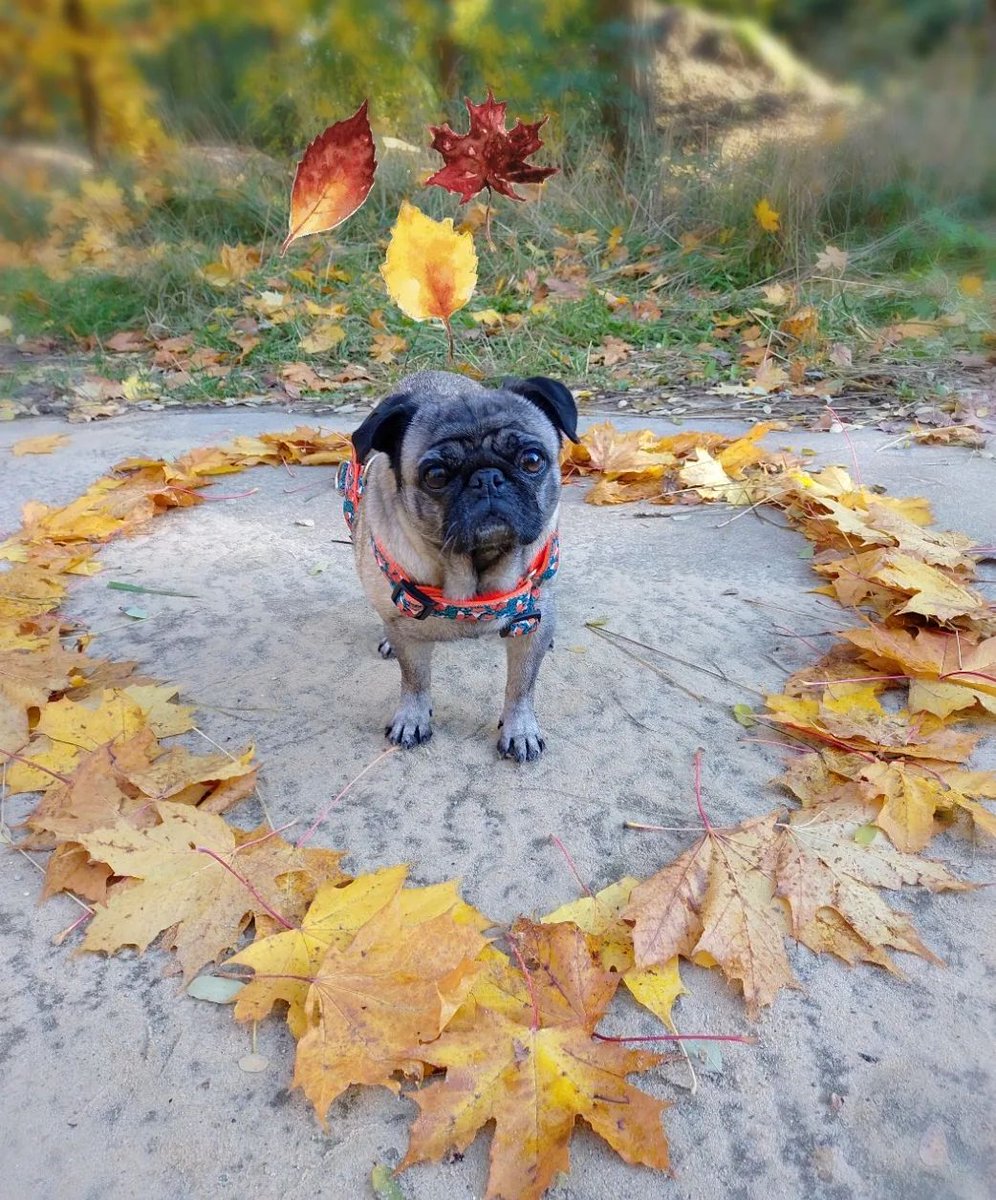 PugMom (@pug_o_holic) on Twitter photo 