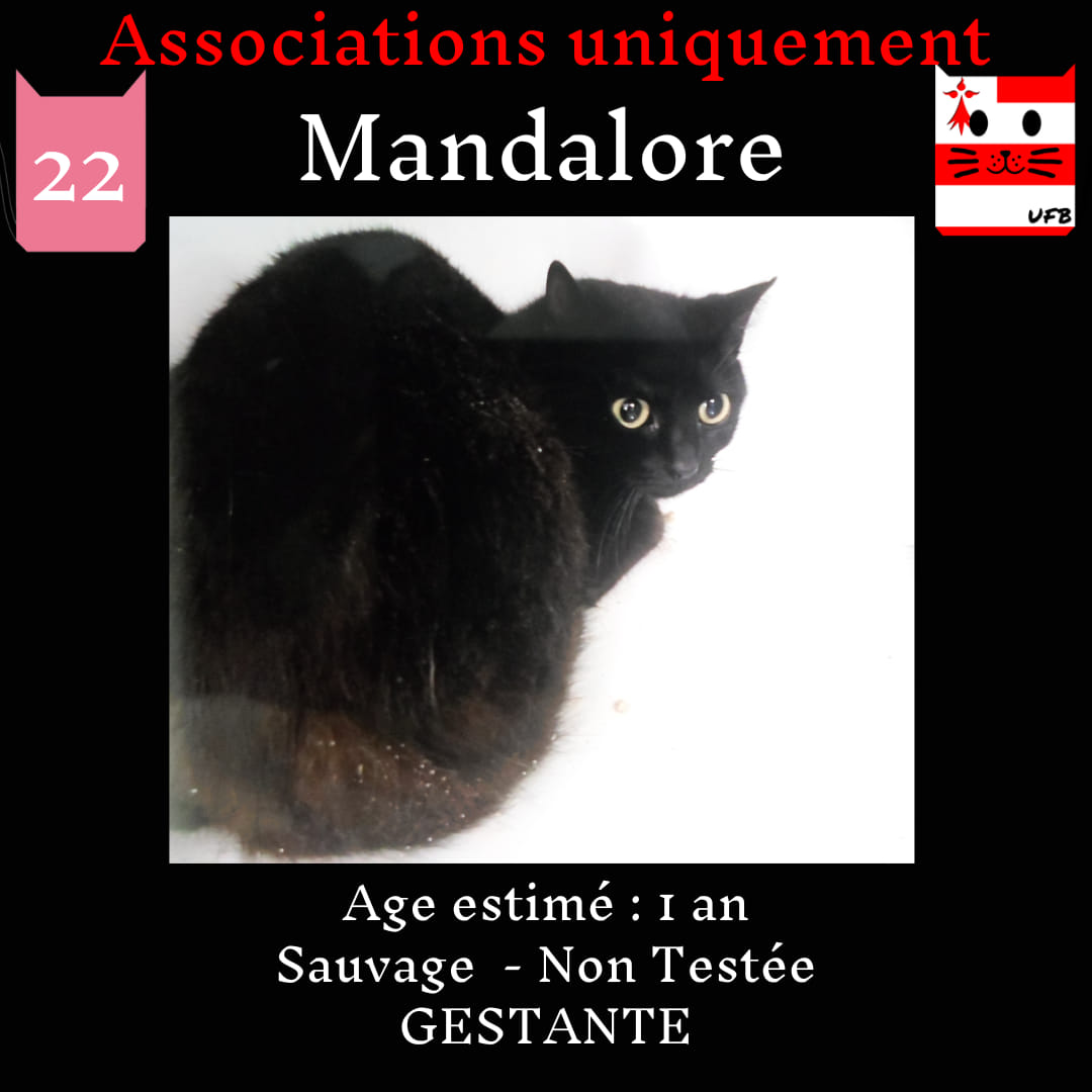 justineducern's tweet photo. MANDALORE est SAUVEE
Elle va pouvoir être maman en toute sécurité, 
et ses bébés seront bien surveillés.
Annick - Asso Un Félin pour la vie Donges 44-
a encore ouvert la porte de son petit refuge pour l'accueillir, malgré que la minette soit "sauvage".
MERCI Annick au❤️immense https://t.co/Wr5OpJD0Rv