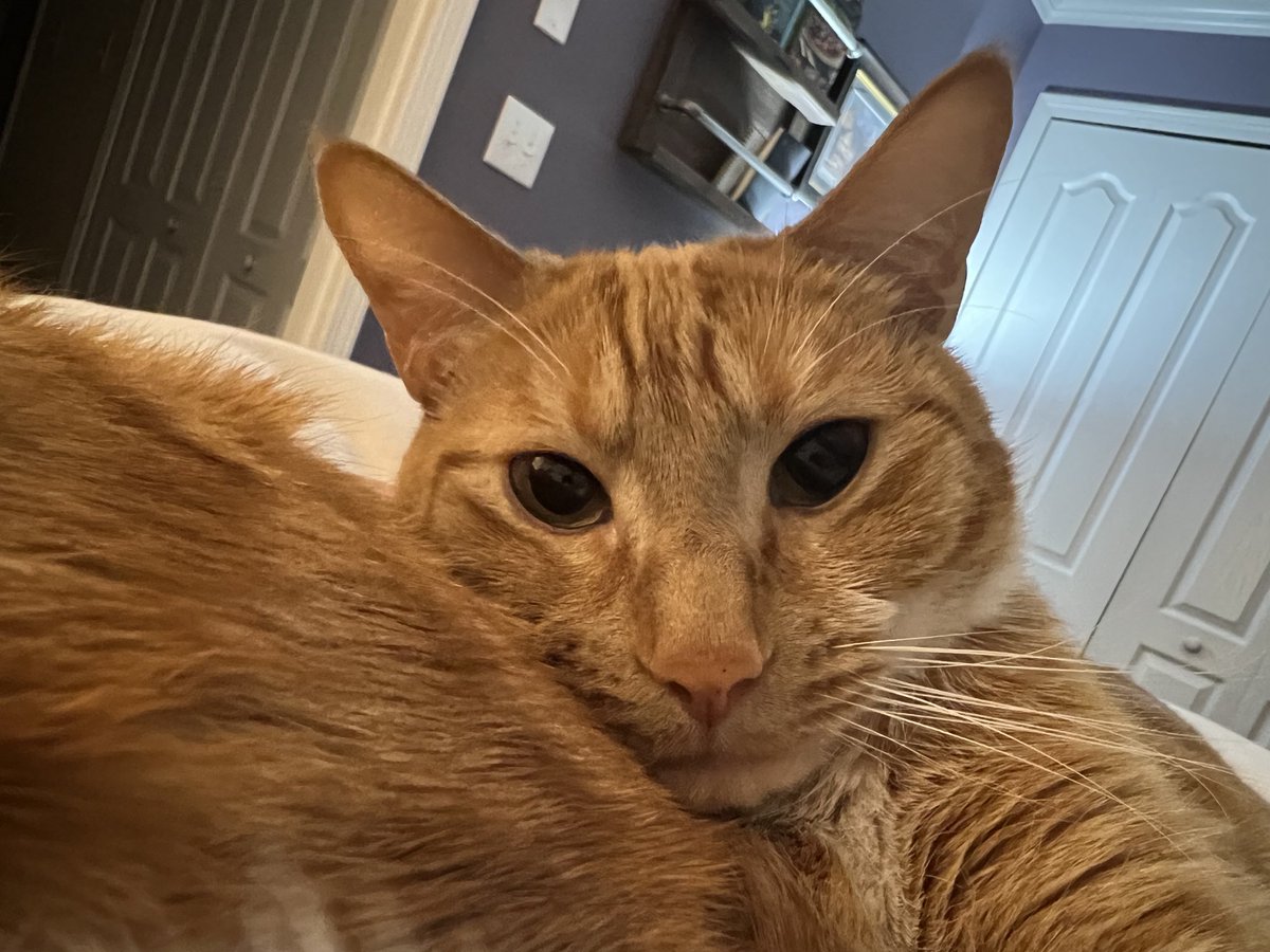 Seamus & Atticus tweet media