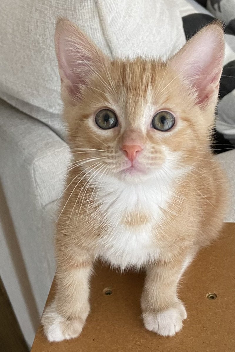 Seamus & Atticus tweet media