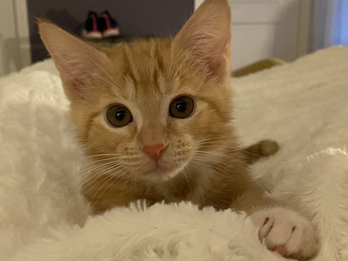 Seamus & Atticus tweet media