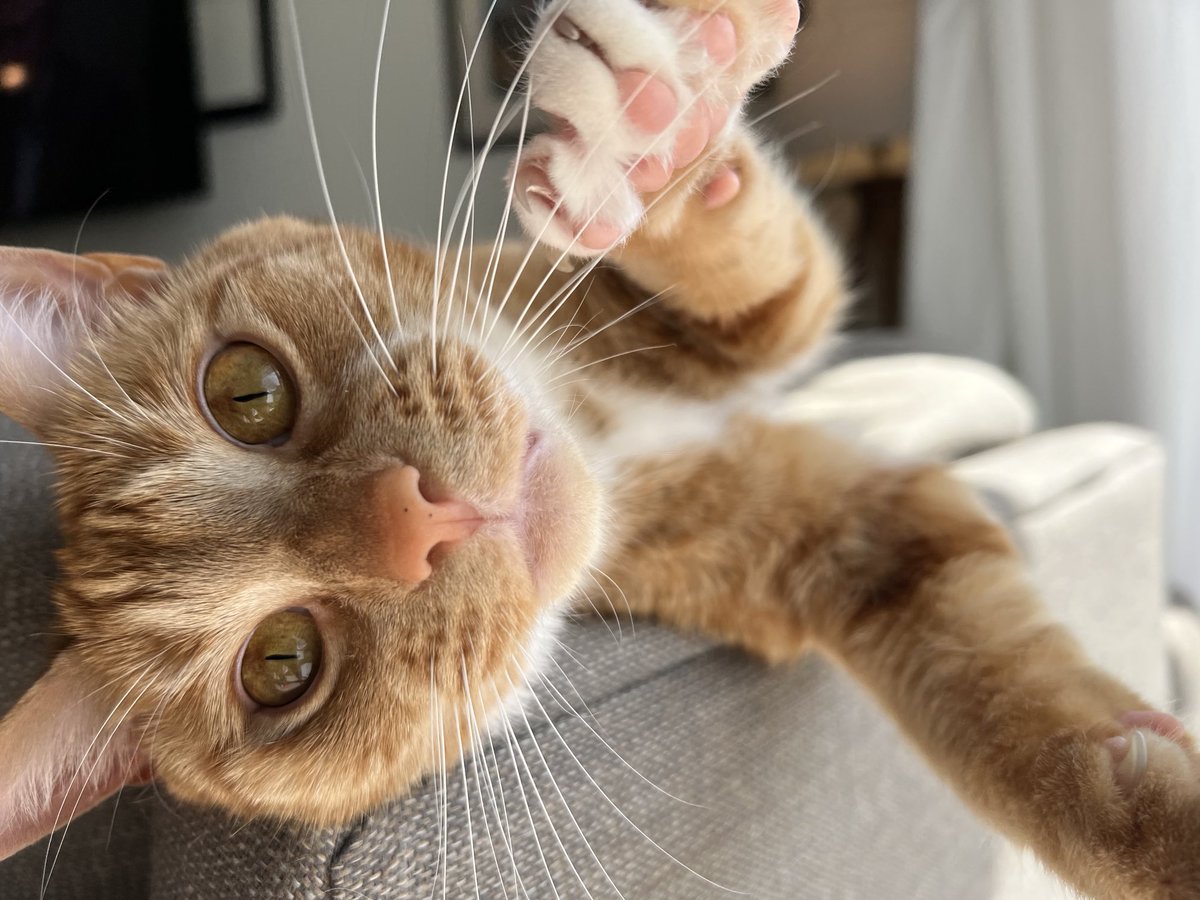 Seamus & Atticus tweet media