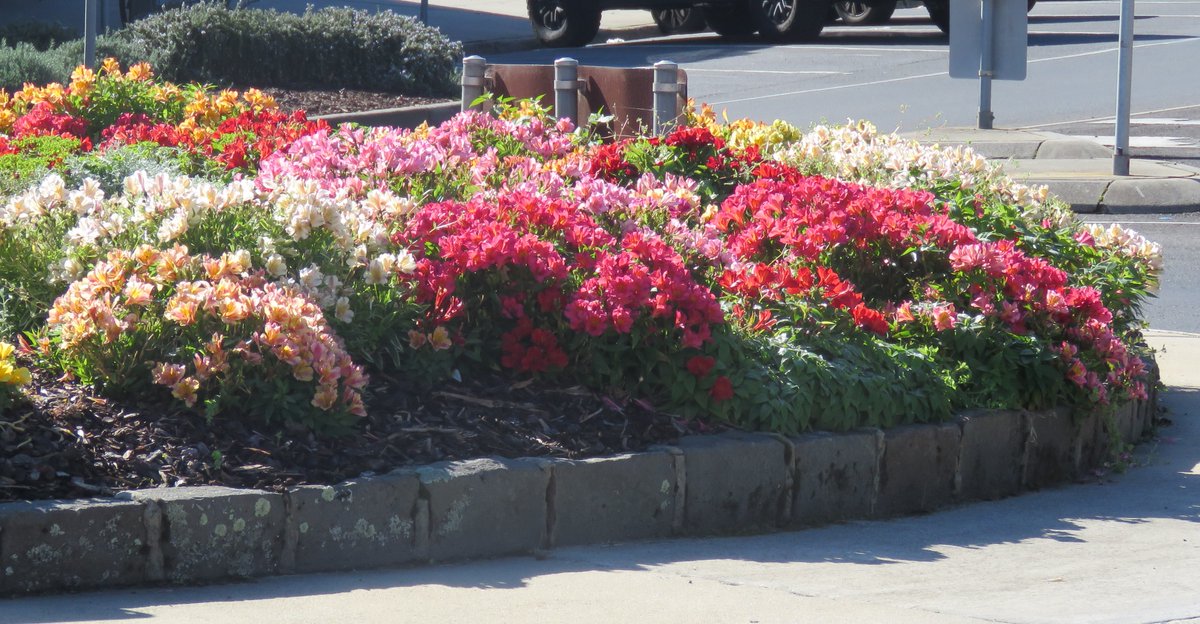 StuartWilliams_'s tweet photo. A colourful display of Alstroemeria cultivars (Peruvian lilies) in a roundabout in Graham Street #Wonthaggi #Alstroemeria #Alstroemeriaceae https://t.co/T1o66q4wcj