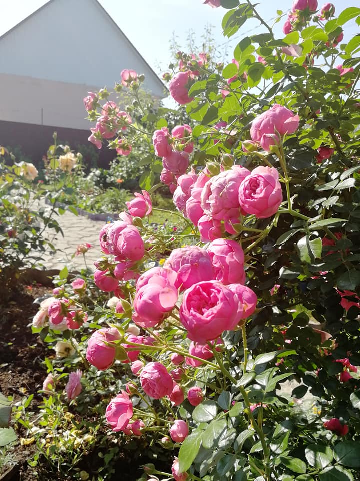 _vogorodelebeda's tweet photo. Роза Помпонелла — оп��сание, фото, видео, отзывы, где купить.

Клумбовая флорибунда селекции германской компании Кордес.
Читайте статью на нашем сайте: https://t.co/qyHF4H6IJf 

Оставляйте ваши отзывы и фото в комментариях https://t.co/tie2z73iLn
