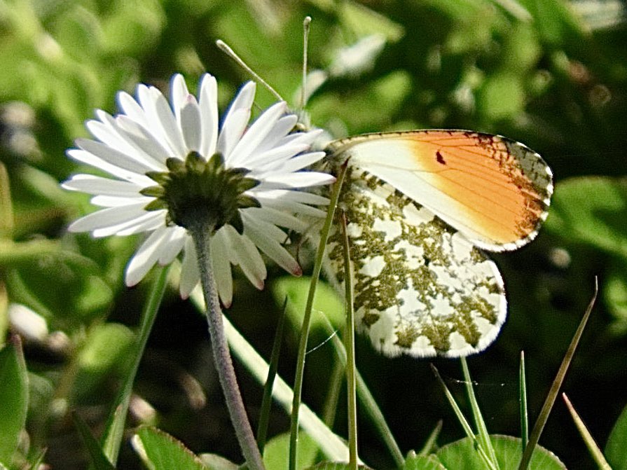 MiekePoiesz's tweet photo. Vandaag de laatste dag van de #WeekVan het #oranjetipje. @vlinderNL @FloraNederland https://t.co/JcJSMqzgbt