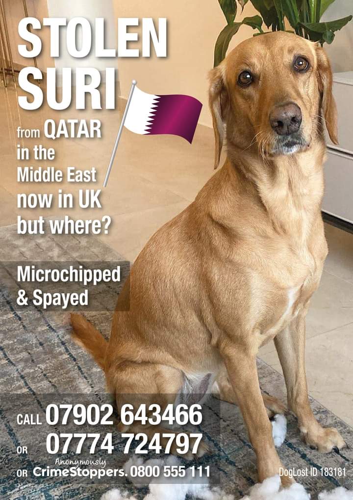 🆘️ #StolenSuri #QATAR Middle East, now in UK owner lives in QATAR and Suri was stolen transported by Qatar Airways Pilot who now has her in UK. CHIPPED /SPAYED marked STOLEN, will be suffering being separated from her mum. pls 📞 can remain anonymous doglost.co.uk/dog-blog.php?d…