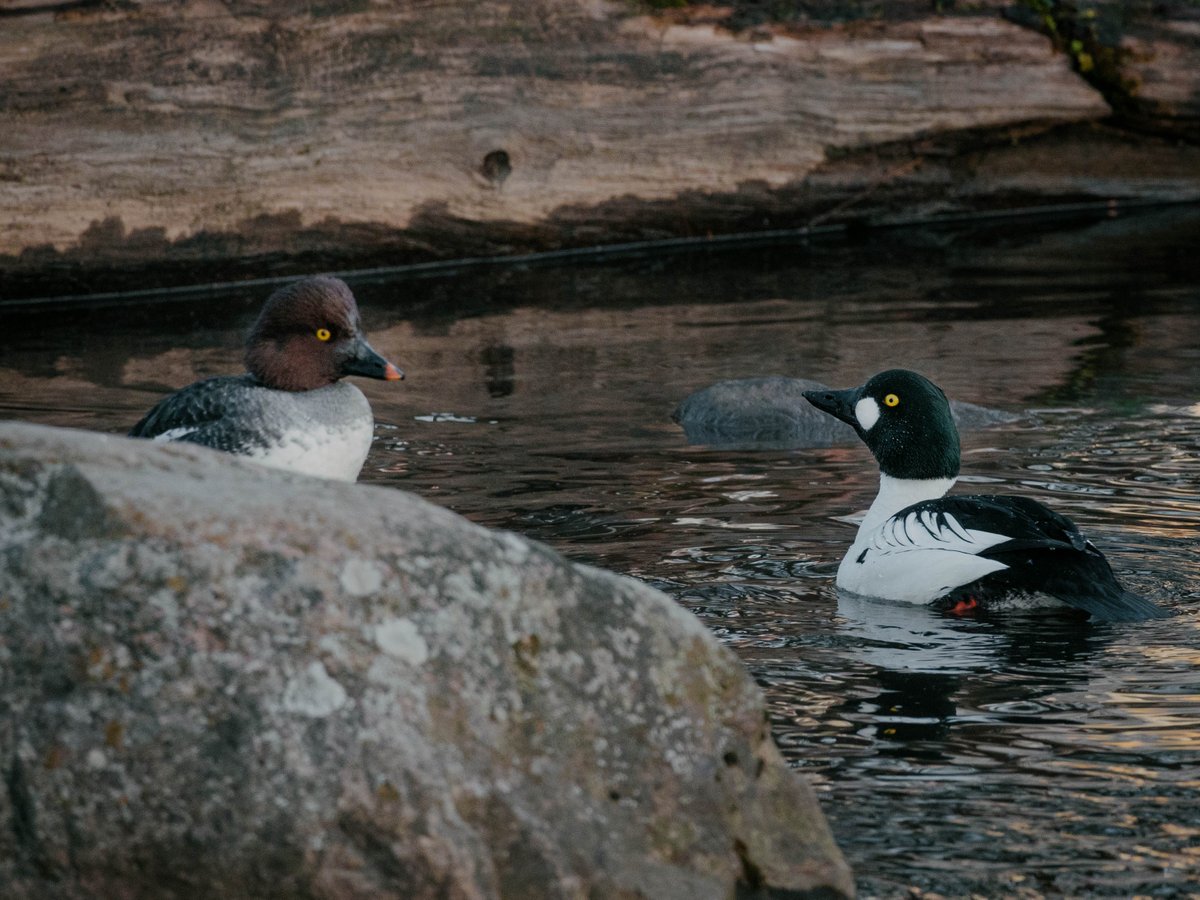 AlexanderPopkov's tweet photo. By some miracle woke up at 5 AM. So picked up my camera and went to see the glory of sunrise. Was so cold that even zombies stayed at home. But there were birdssss. Lots of birds. #ducktales #birdphotography  #somewhereinfinland https://t.co/q61RCbW9rX