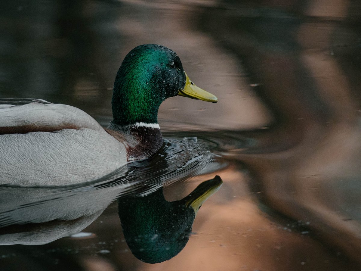 AlexanderPopkov's tweet photo. By some miracle woke up at 5 AM. So picked up my camera and went to see the glory of sunrise. Was so cold that even zombies stayed at home. But there were birdssss. Lots of birds. #ducktales #birdphotography  #somewhereinfinland https://t.co/q61RCbW9rX