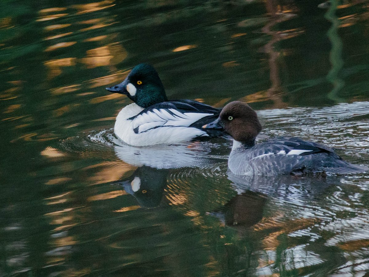 AlexanderPopkov's tweet photo. By some miracle woke up at 5 AM. So picked up my camera and went to see the glory of sunrise. Was so cold that even zombies stayed at home. But there were birdssss. Lots of birds. #ducktales #birdphotography  #somewhereinfinland https://t.co/q61RCbW9rX