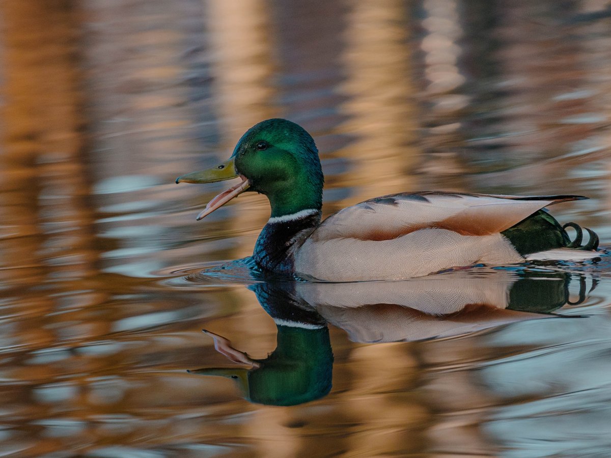 AlexanderPopkov's tweet photo. By some miracle woke up at 5 AM. So picked up my camera and went to see the glory of sunrise. Was so cold that even zombies stayed at home. But there were birdssss. Lots of birds. #ducktales #birdphotography  #somewhereinfinland https://t.co/q61RCbW9rX