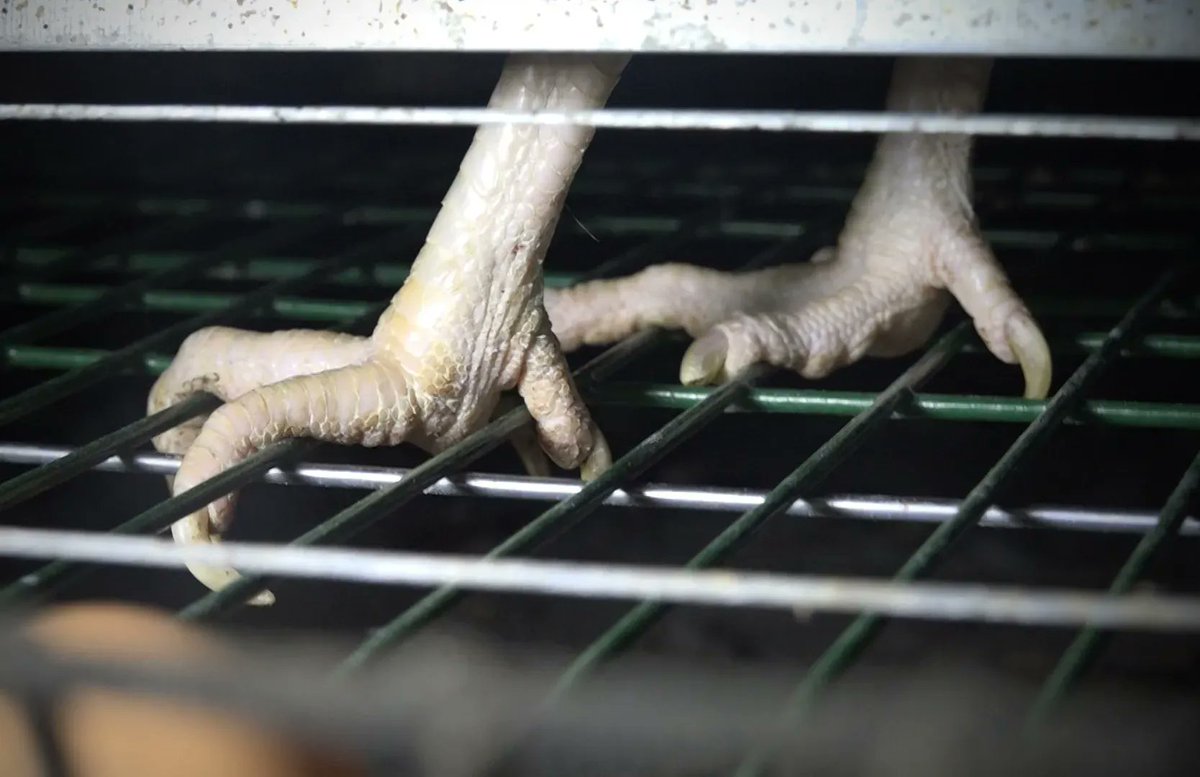 Hens deserve better than standing on wire cage for their ENTIRE LIVES. Retweet if you agree. 😡
