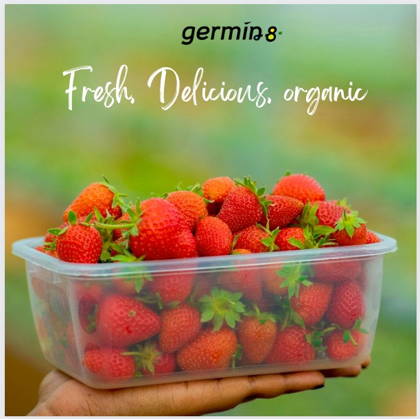 Germin8Rwanda's tweet photo. Send a pack of sweetness to your loved ones. From our greenhouse, to your table. Call us now for a free delivery. 0788211264 #Strawberries #GMOFree #RwoT https://t.co/h6JQ4I9RcL
