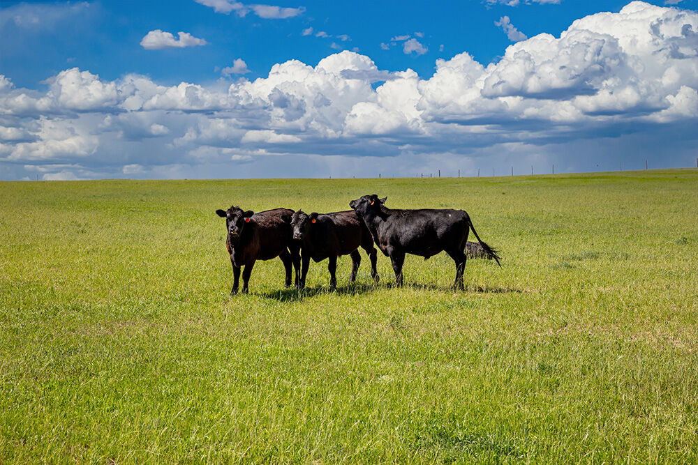 halfcowforsale's tweet image. Want to know exactly where your meat is coming from? With our Half Cow for Sale option, you can visit the farm where the beef was raised, meet the farmer who raised it, and even see the cows grazing in the fields. #FarmToTable #Traceability #HalfCowForSale
