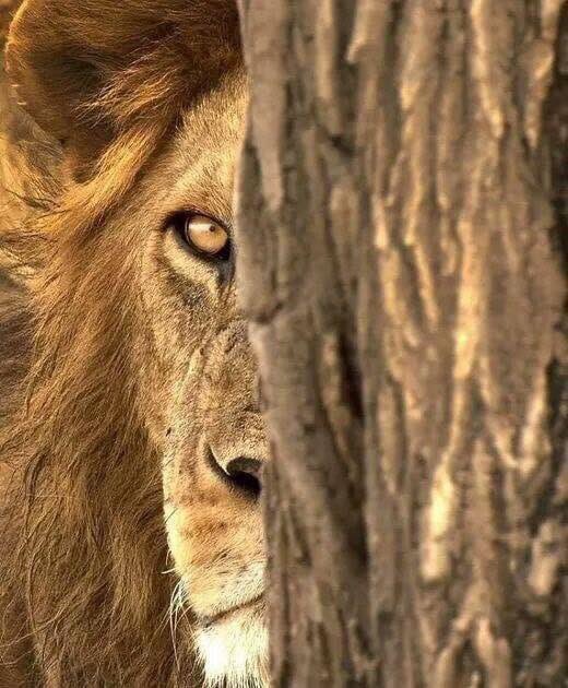 ultrAslan (@ultraslan) on Twitter photo 