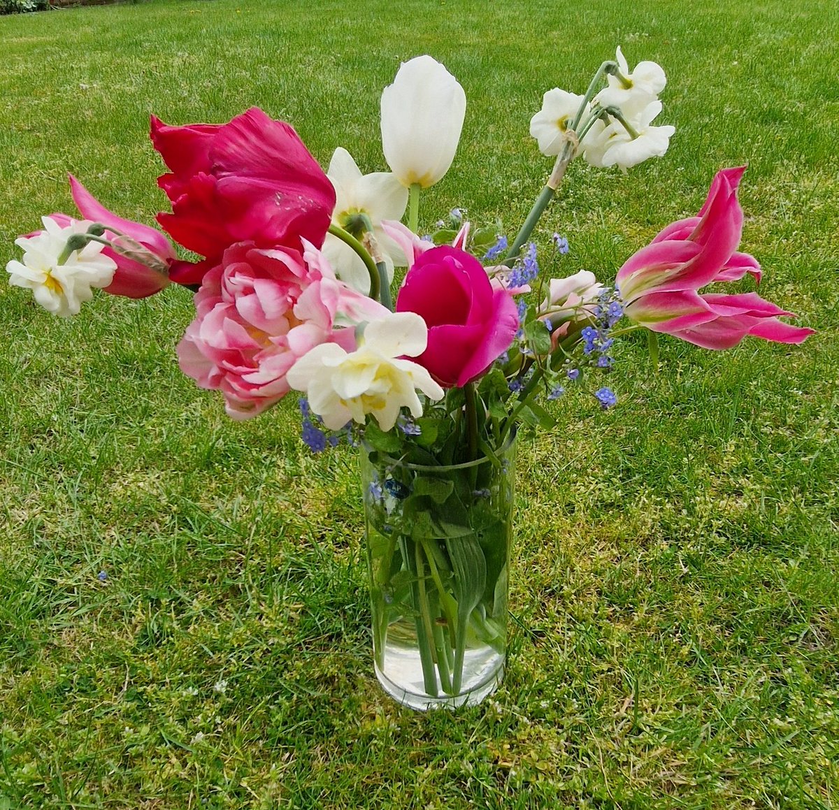 A bouquet of tulips and daffodils picked straight from my garden. #tulip #garden #daffodil