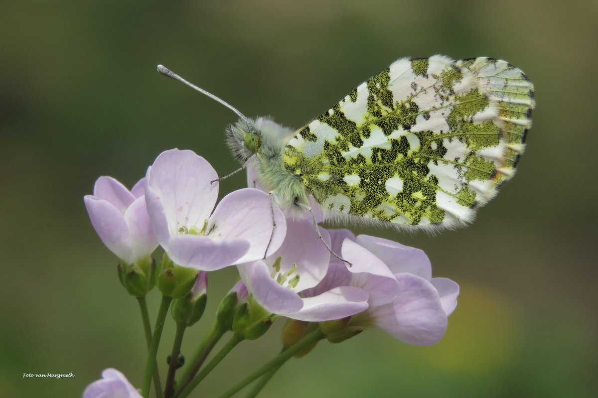 Margreeth0_0's tweet photo. Het is de #weekvan het #oranjetipje 🦋 @vlinderNL   @FloraNederland #vlinder #butterfly https://t.co/frMsP8jcYI