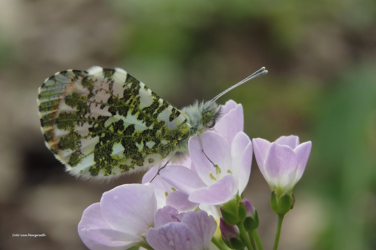 Margreeth0_0's tweet photo. Het is de #weekvan het #oranjetipje 🦋 @vlinderNL   @FloraNederland #vlinder #butterfly https://t.co/frMsP8jcYI