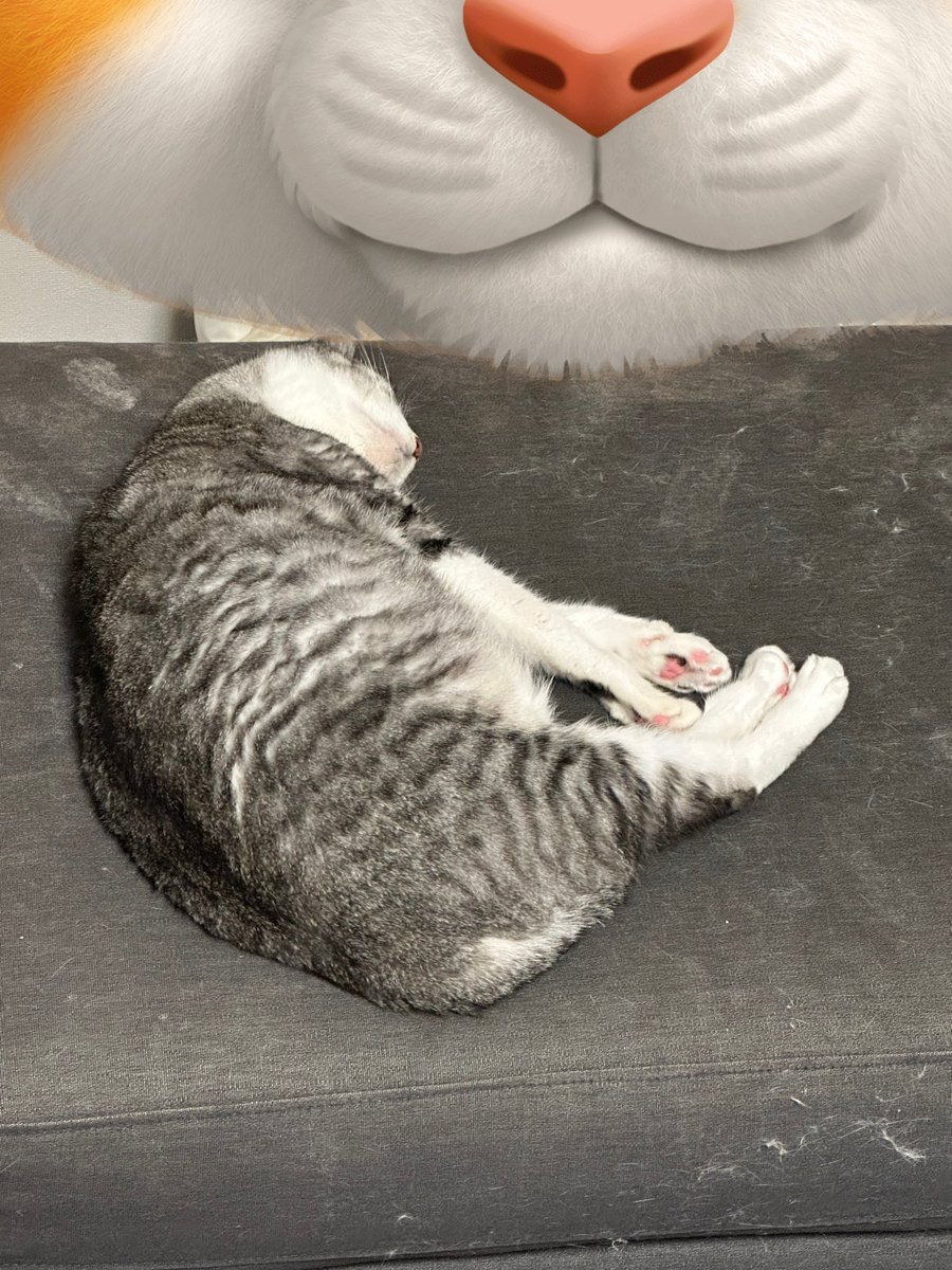 chimaki3saba's tweet photo. 猫ちゃん落ちてると思ったら、猫ちゃん起きてた https://t.co/YwFEVHqHbq
