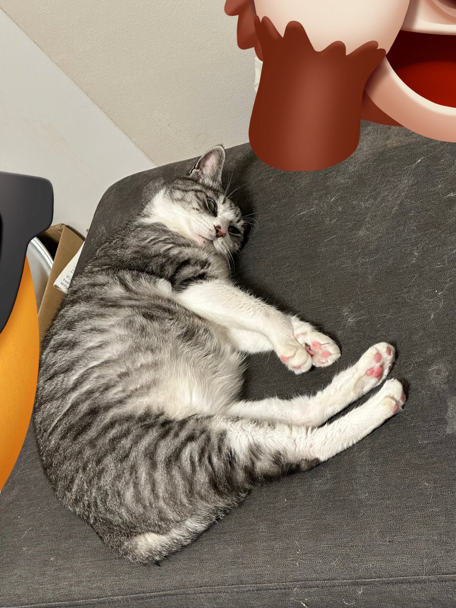 chimaki3saba's tweet photo. 猫ちゃん落ちてると思ったら、猫ちゃん起きてた https://t.co/YwFEVHqHbq