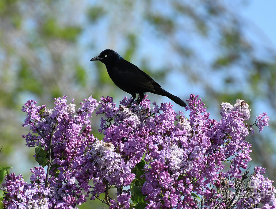 KerriFar's tweet photo. "Spread love everywhere you go." — Mother Teresa - https://t.co/XvDNZwkD51 ~ #BirdLover #Grackle #Lilacs #NatureLover ~ https://t.co/rzFdfRkliX ~ #NewRiverNature #SpringSensations https://t.co/rLIMMir3Rq