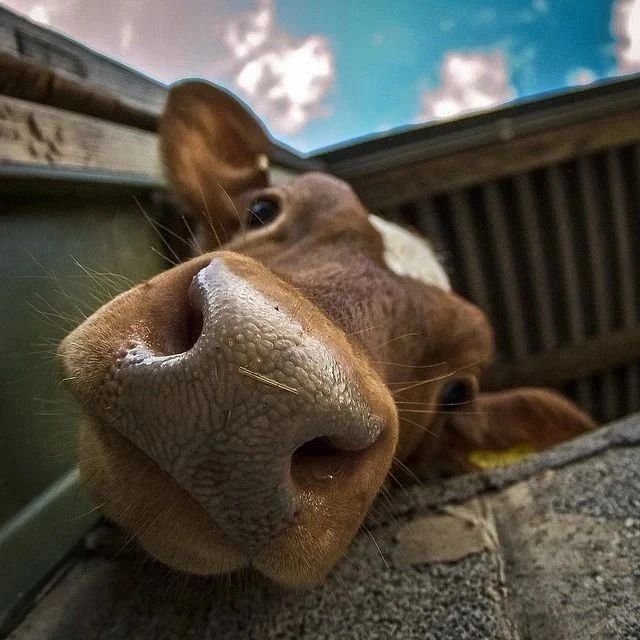 CowVibesOnly's tweet photo. Boooop 🐄🐄🐄🐄🐄🐄🐄 https://t.co/6o2NxdubLZ