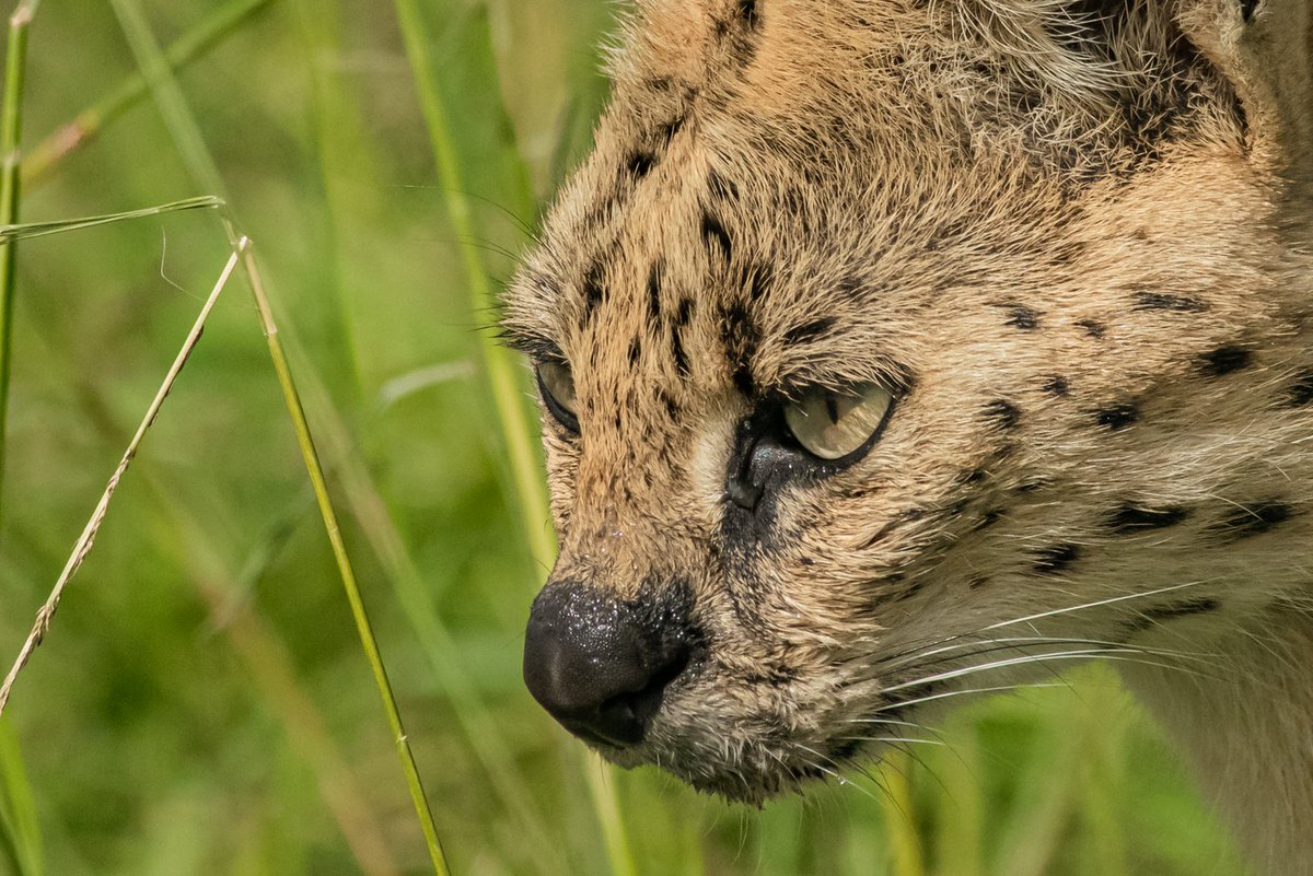 bownaankamal's tweet photo. A Small Scanner | Serval Looking for food | Masai Mara | Kenya
.
.
.
.
.
#nuts_about_nature #natgeotravel #featured_wildlife #serval #beautfulanimal #animals #masaimara #bbcwildlife #naturephotography #natgeoyourshot #natgeo #pawstrails #wildlife_perfection #loveanimals https://t.co/SuAMa9PeF4