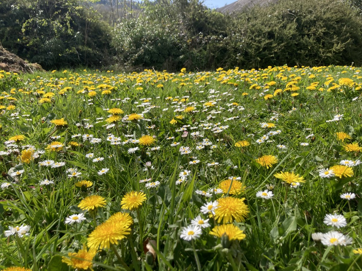 Today is #InternationalDayoftheDandelion!💛

Celebrate with us by locking your mower away and letting the dandelions (and other wildflowers!) bloom for all of #NoMowMay and beyond🌾🌱🌻 

Join the movement here
👉 bit.ly/40HaUx4.