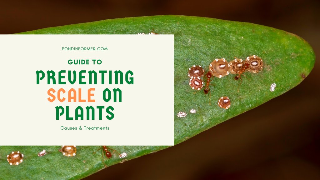PondInformer's tweet photo. Scale is a collective term for several types of plant insects. They are some of the trickiest plant pests to treat because their protective shells make them highly resistant to insecticides.

Read more about treatments and causes here: https://t.co/jbpG4kKcrd

#garden #plants https://t.co/2Xy0c493b7