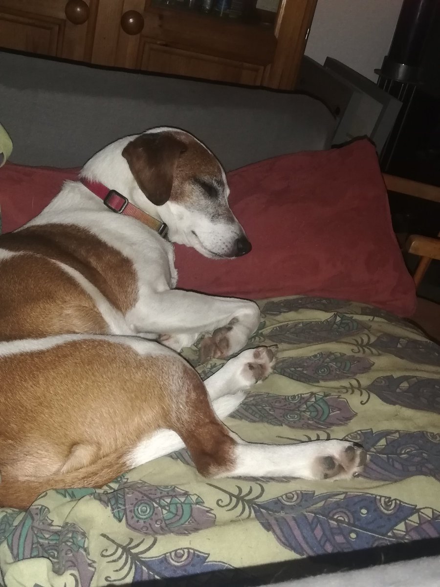 cristalrox1's tweet photo. @VeganVPF Totally agree, couldn't care less about someone judging my dog. Budd couldn't care less either. https://t.co/WWZKrSgk9C