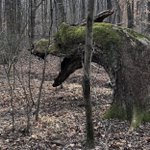 森の中でドラゴン発見!？ 朽ちた木が奇跡のフォルムに