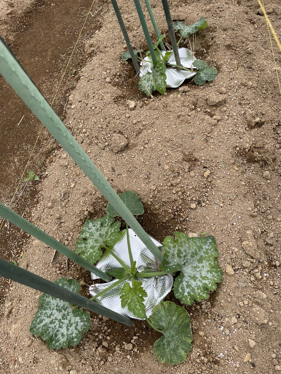 mrstyso27's tweet photo. 4月30日
 #家庭菜園
#kitchengarden

毎年すぐ折れるズッキーニ、本年は支柱を主枝を囲むように立ててみました。
どうなるか楽しみです。 https://t.co/k5njNsWA8c