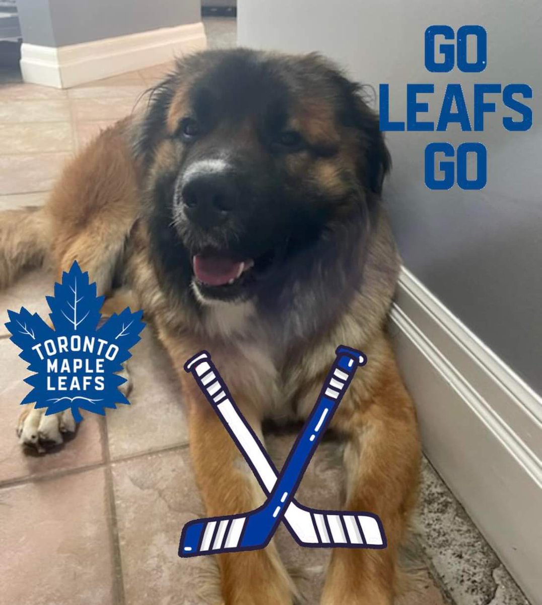 dogrescuersinc's tweet photo. Can Draco find his forever home in time to watch the second round with his new family? #GoLeafsGo  #AdoptMe #Rescue #RescueDogs #dogs 

https://t.co/AAvhOspzyO https://t.co/utwIoBENh6